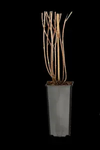 Rubus idaeus 'Aroma Queen'? - 2 Ltr, 3 canes - image 4