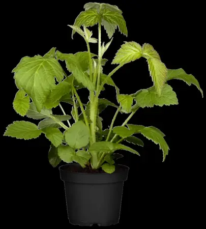 Rubus idaeus 'Aroma Queen'? - 2 Ltr, 3 canes - image 2