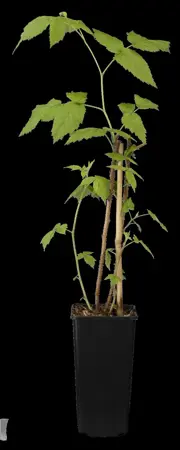Rubus idaeus 'Aroma Queen'? - 2 Ltr, 3 canes - image 3
