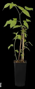 Rubus idaeus 'Aroma Queen'? - 2 Ltr, 3 canes - image 3