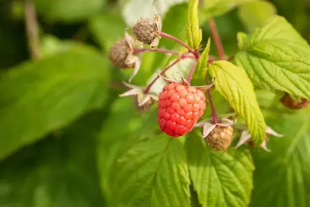 Rubus idaeus 'Autumn Bliss'? - 80-100 CM C10 - image 3