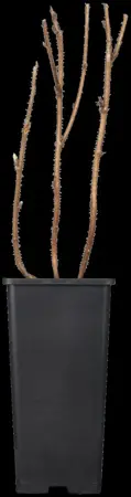 Rubus idaeus 'Autumn Bliss'? - 2 Ltr, 4 canes - image 2