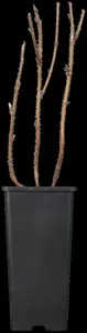Rubus idaeus 'Autumn Bliss'? - 2 Ltr, 4 canes - image 2
