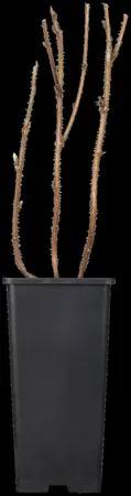 Rubus idaeus 'Autumn Bliss'? - 10 Ltr pot - image 2