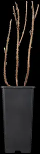 Rubus idaeus 'Autumn Bliss'? - 10 Ltr pot - image 2