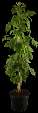 Rubus idaeus 'Autumn Bliss'? - 2 Ltr, 4 canes - image 1