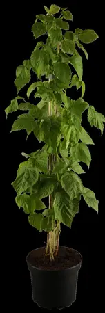 Rubus idaeus 'Autumn Bliss'? - 10 Ltr pot - image 1