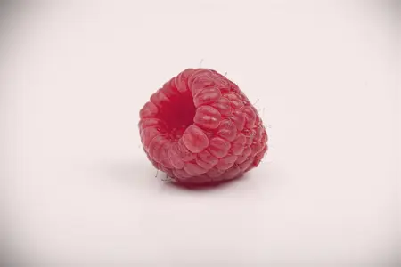 Rubus idaeus 'Black Jewel' - 2 Ltr, 4 canes - image 5