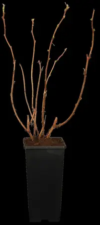 Rubus idaeus 'Black Jewel' - 2 Ltr, single cane - image 1