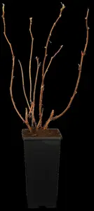 Rubus idaeus 'Black Jewel' - 2 Ltr, 4 canes - image 1