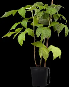 Rubus idaeus 'Fallgold' - C2, single cane (60 cm)