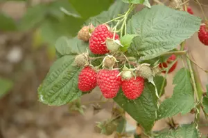 Rubus idaeus 'Glen Ample' - 2 Ltr, 3 canes