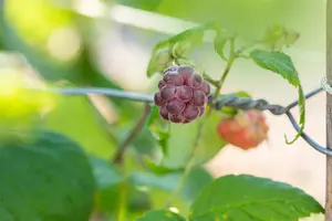 Rubus idaeus 'Glen Coe' - 40-50 CM C3