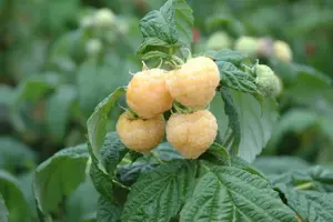 Rubus idaeus 'Golden Everest' - 2 Ltr, 4 canes - image 3
