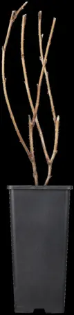 Rubus idaeus 'Golden Everest' - 2 Ltr, 4 canes - image 2