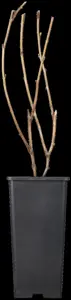 Rubus idaeus 'Golden Everest' - 2 Ltr, 4 canes - image 2
