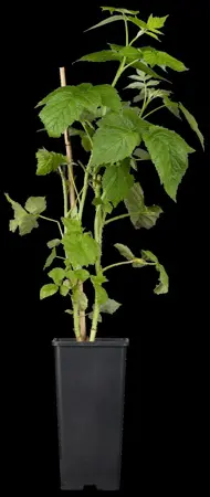 Rubus idaeus 'Golden Everest' - 2 Ltr, 4 canes - image 1