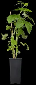 Rubus idaeus 'Golden Everest'