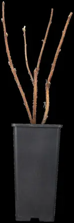 Rubus idaeus 'H?ritage' - 2 Ltr, single cane - image 2