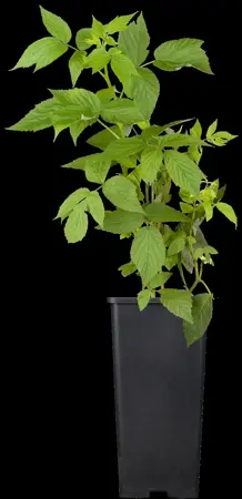Rubus idaeus 'H?ritage' - 2 Ltr, single cane - image 1