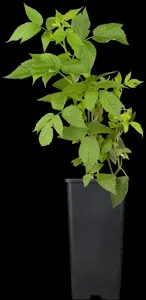 Rubus idaeus 'H?ritage'