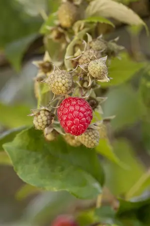 Rubus idaeus 'Hararasp' (Raspbeary) - 50-60 CM PYR C4 - image 2