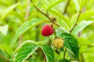 Rubus idaeus 'Himbo Top'? - 2 Ltr, 3 canes - image 2