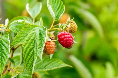 Rubus idaeus 'Himbo Top'? - 2 Ltr, 3 canes - image 2