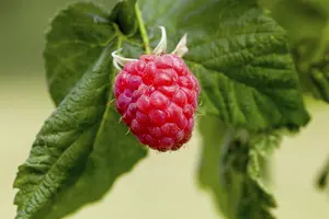 Rubus idaeus 'Malling Promise' - P9 + cane