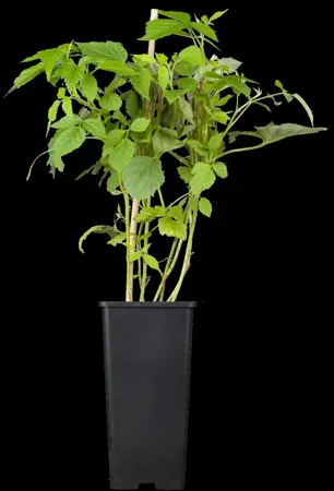 Rubus idaeus 'Meeker' - 2 Ltr, 4 canes - image 2
