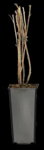 Rubus idaeus 'Meeker' - 2 Ltr, 4 canes - image 3
