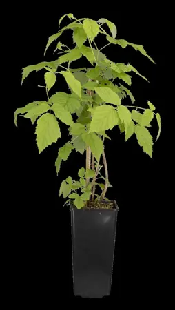Rubus idaeus 'Meeker' - 2 Ltr, 4 canes - image 4
