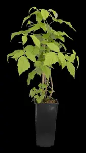 Rubus idaeus 'Meeker' - 2 Ltr, 4 canes - image 4