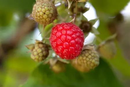 Rubus idaeus 'Raspberry Tower' - P9 - image 1