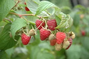 Rubus idaeus 'Summer Chef'