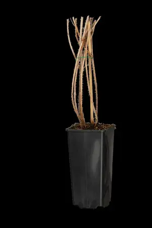 Rubus idaeus 'Tulameen' - 3 Ltr pot - image 3