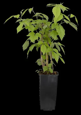 Rubus idaeus 'Tulameen' - 3 Ltr pot - image 2