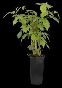 Rubus idaeus 'Tulameen' - 2 Ltr, 4 canes - image 2