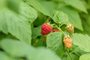 Rubus idaeus 'Tulameen' - 3 Ltr pot - image 5