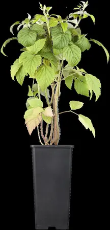 Rubus idaeus 'Tulameen' - 2 Ltr, 4 canes - image 1