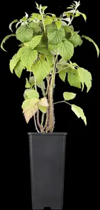 Rubus idaeus 'Tulameen' - 2 Ltr, 4 canes - image 1