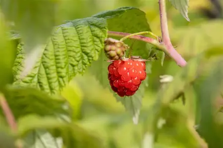 Rubus idaeus 'Zefa Herbsternte' - 80-100 CM C3 - image 2