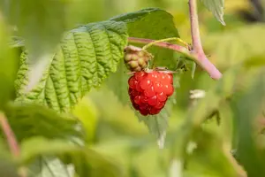 Rubus idaeus 'Zefa Herbsternte' - 25-30 CM P9 - image 2