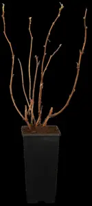 Rubus idaeus 'Zeva'