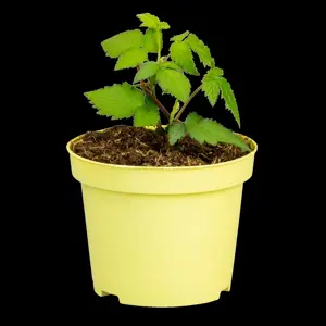 Rubus low. 'Little Black Prince'?