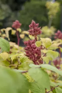 Rubus phoenicolasius - 2 Ltr, single cane - image 3