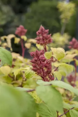 Rubus phoenicolasius - 2 Ltr, 4 canes - image 3