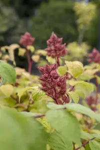 Rubus phoenicolasius - 1.5 Ltr pot - image 3