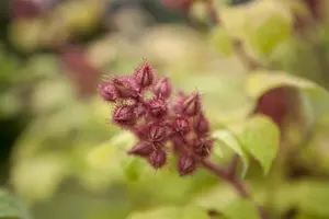 Rubus phoenicolasius - 2 Ltr, single cane - image 2