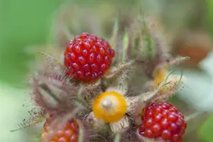 Rubus phoenicolasius - 2 Ltr, single cane - image 4